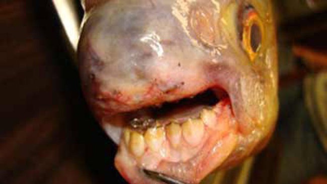 Chú cá không lớn nhưng hàm răng đã rất sắc nhọn và đều tăm tắp. Nó bị bắt tại Cửu Giang, Giang Tây (Trung Quốc) vào tháng 10 năm ngoái.